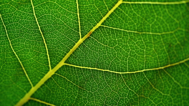 Macro Flyover of a leaf