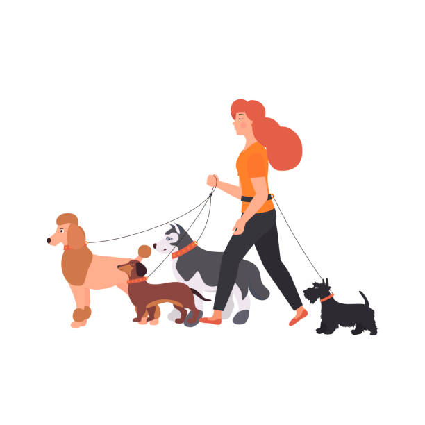 Young Woman walking with a dogs different breeds: terrier, poodle, dachshund, husky. Young Woman walking with a dogs different breeds: terrier, poodle, dachshund, husky. Vector Illustration service clipart stock illustrations