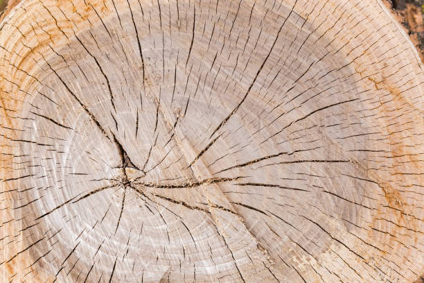 istock Background of the transverse cut of the elm tree trunk 1147292017
