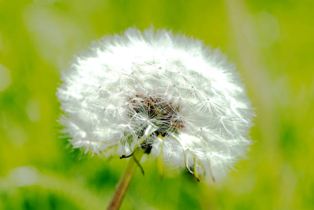 istock Dandelion in the meadow. 1147292339