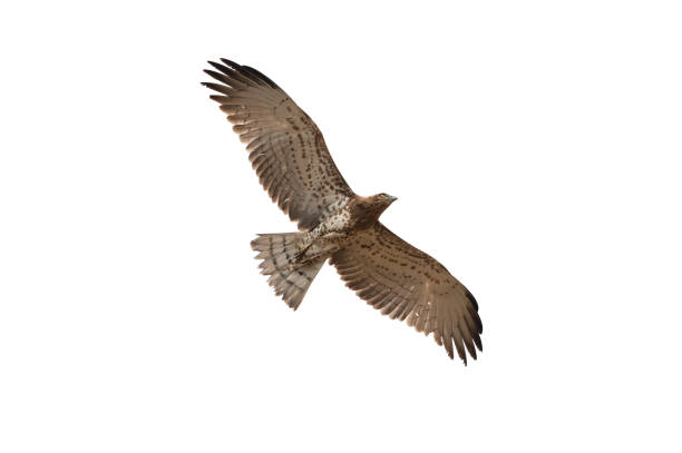 Short-toed snake eagle flying in the sky