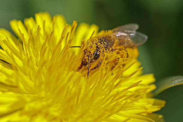 istock bee covered with pollen sitting on a dandelion 1147295613