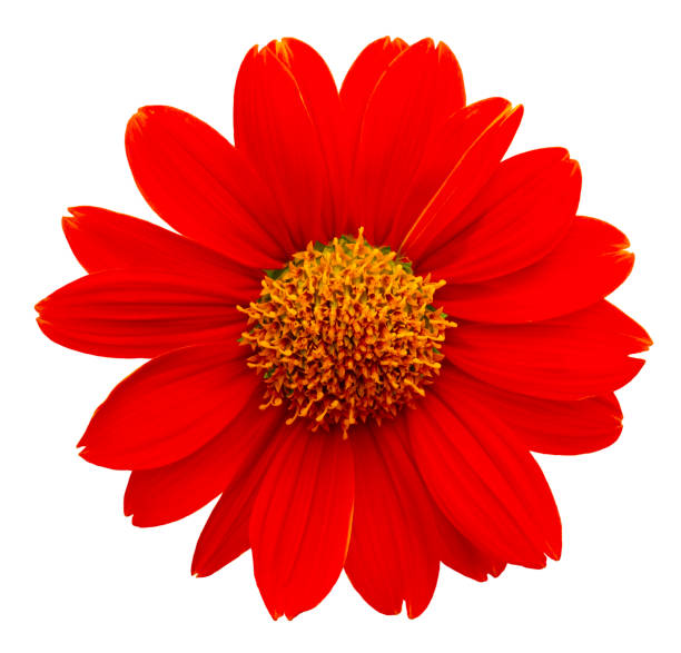 istock Mexican sunflower isolated on white background 1147295639