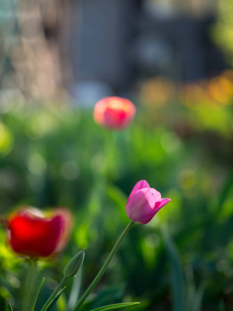istock Spring bright colorful tulips in the garden 1147297543