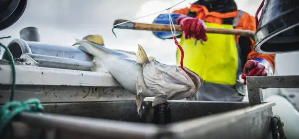 Photo of Fishermen fishing skrei cod in the arctic sea