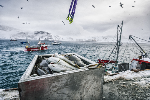 Fishing boats out for skrei cod in the arctic sea