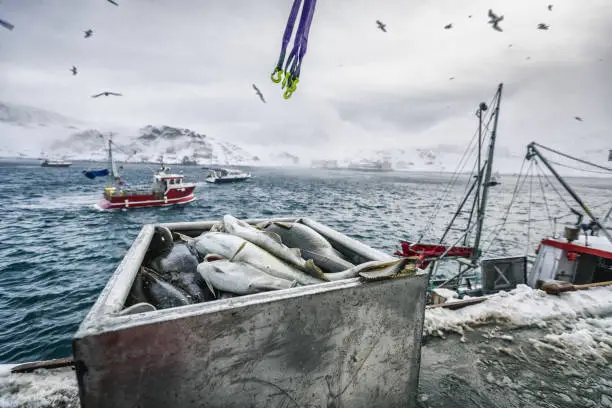 Photo of Fishing boats out for skrei cod in the arctic sea