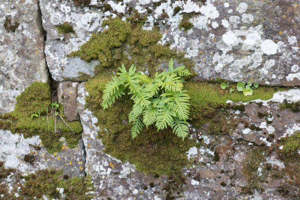 istock Fern plants and moss growing in cracks of old stone wall. 1147301751