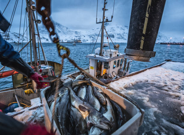 los barcos de pesca para el bacalao skrei en el mar ártico - catch of fish seafood freshness fish fotografías e imágenes de stock