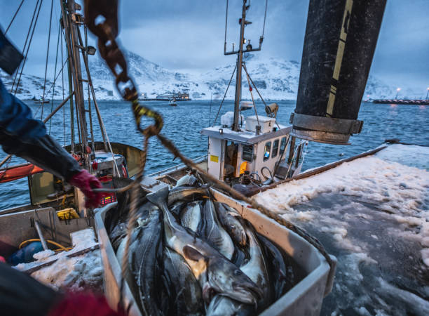 bateaux de pêche dehors pour la morue de skrei dans la mer arctique - industrie de la pêche photos et images de collection