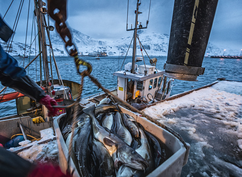 Fishing boats out for skrei cod in the arctic sea
