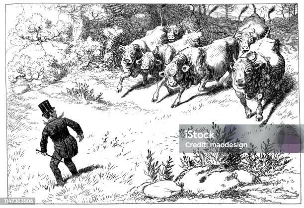 Cow Attack Stock Illustration - Download Image Now - Bull - Animal, Engraved Image, Engraving