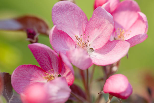 istock pink flowers of apple 1147303791