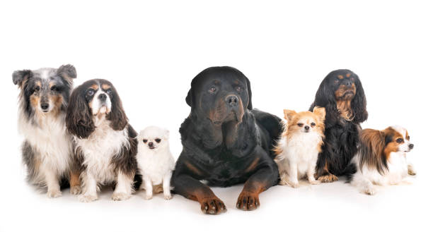 istock group of dogs 1147303868