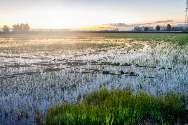 Sunrise over a paddy field. Color image stock photo