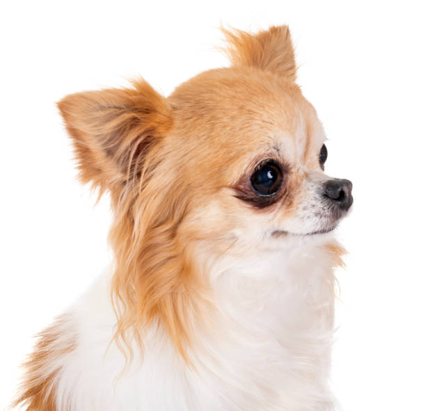 istock little chihuahua 1147304736