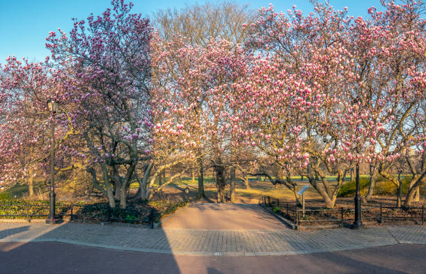 istock Saucer Magnolia in early spring 1147305556
