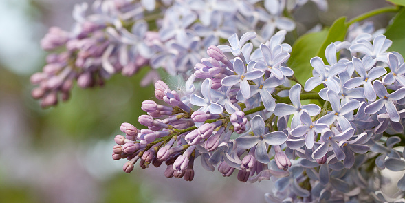 fluffy flowering branch of lilac with delicate flowers