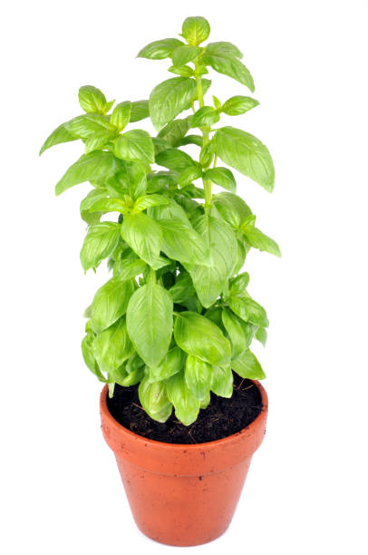 istock Jar of Basil on white background 1147306694