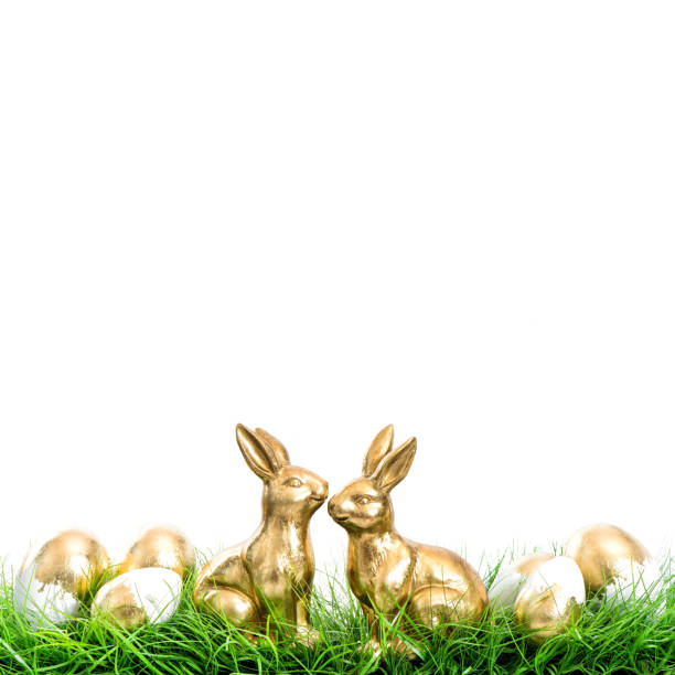 Easter bunnies with golden eggs decoration on white background