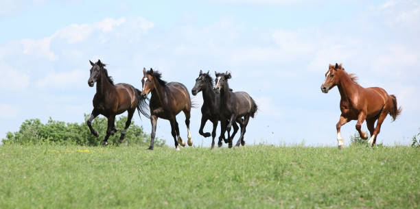 istock Beautiful herd of horses running together 1147306896