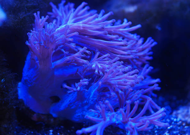 istock sea corals in blue water 1147307244