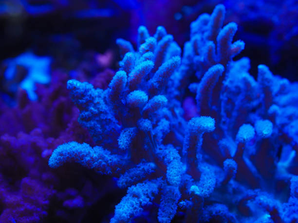 istock sea corals in blue water 1147307245