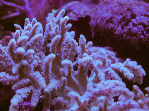 Beautiful sea corals in blue water. Underwater life background
