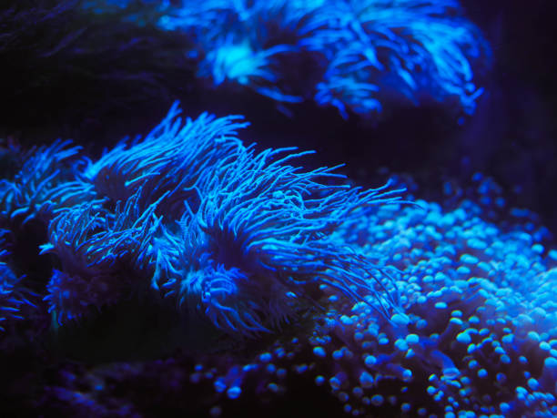 istock sea corals in blue water 1147307252