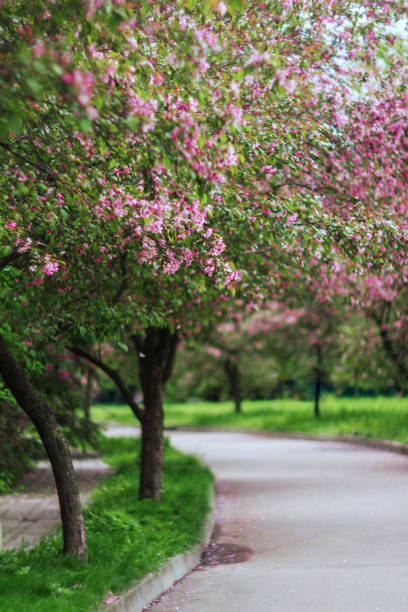 istock blooming rose apple trees in Moscow 1147307973