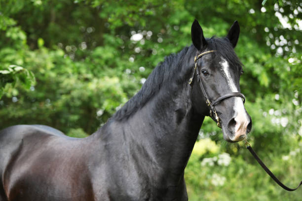 istock Amazing black welsh part-bred stallion 1147308329