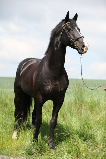 istock Amazing black welsh part-bred stallion 1147308370