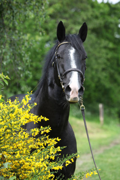 istock Amazing black welsh part-bred stallion with flowers 1147308586
