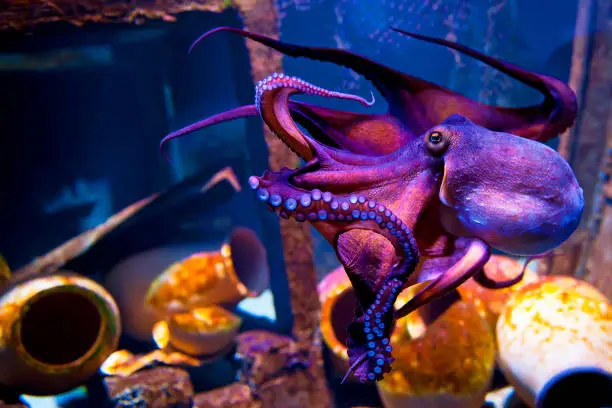 Photo of Octopus