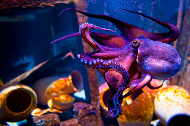 осьминог - animal planet sea life стоковые фото и изображения