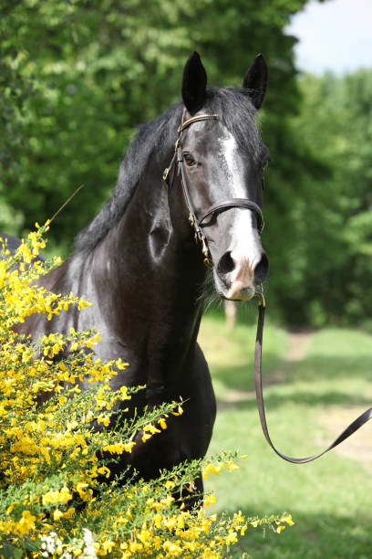 istock Amazing black welsh part-bred stallion with flowers 1147311316