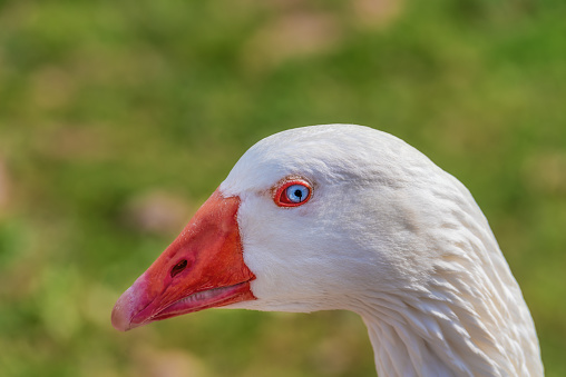 Beauty close up white goose with defocused background.