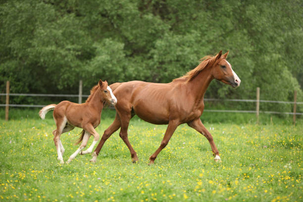 istock Lovely couple - mare with its foal - running together 1147312761
