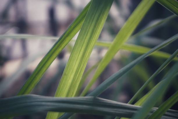 istock Nature leaves under the sun. 1147312889