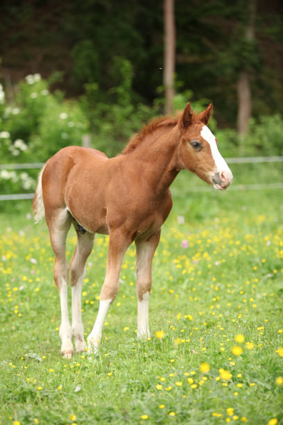 istock Amazing foal on pasturage 1147312955