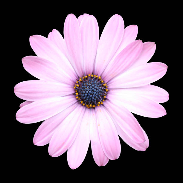 Isolated daisy Vast collection of flowers in my portfolio Sepal stock pictures, royalty-free photos & images