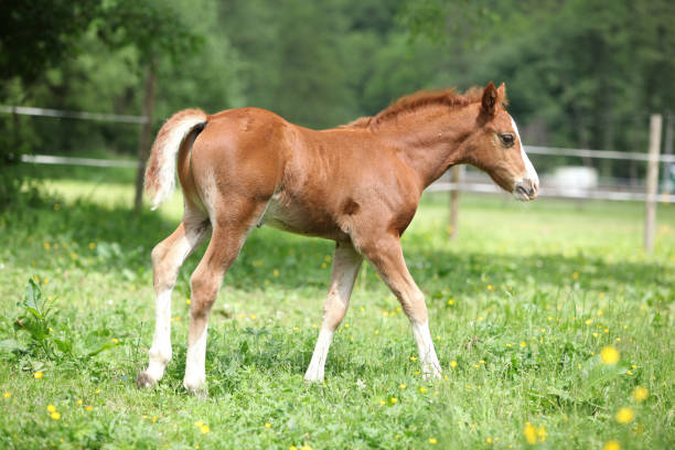 istock Amazing foal on pasturage 1147314609