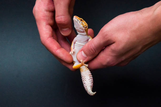 istock Leopard gecko in the hand of man 1147314875