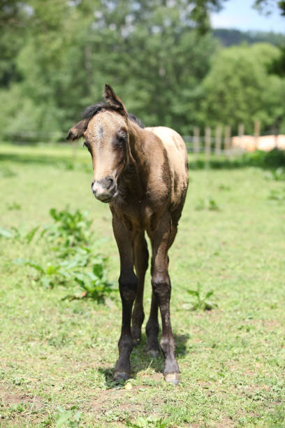 istock Amazing foal on pasturage 1147314917