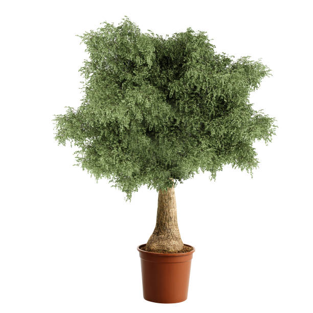 istock Pot plant isolated on white 1147316188