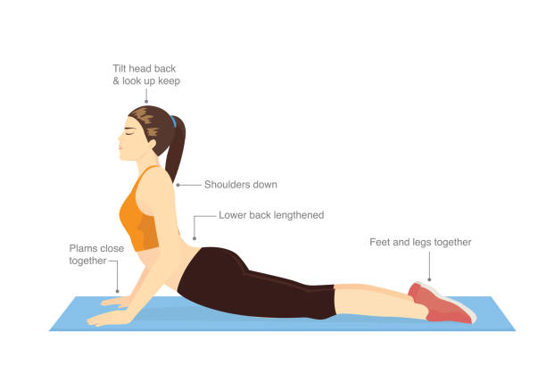 Woman doing stretching exercise with Cobra pose for guide. Woman doing stretching exercise with Cobra pose for guide. Illustration about correct workout diagram. pics of girls buttocks stock illustrations