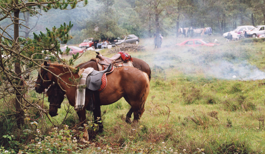 Horses tied to trees, Candaoso traditional festival, rapa das bestas, Viveiro, Galicia, Spain.