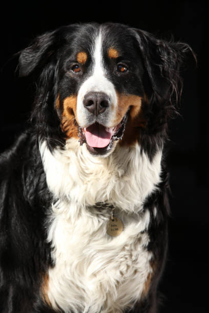 istock Nice bernesse mountain dog on black background 1147316870