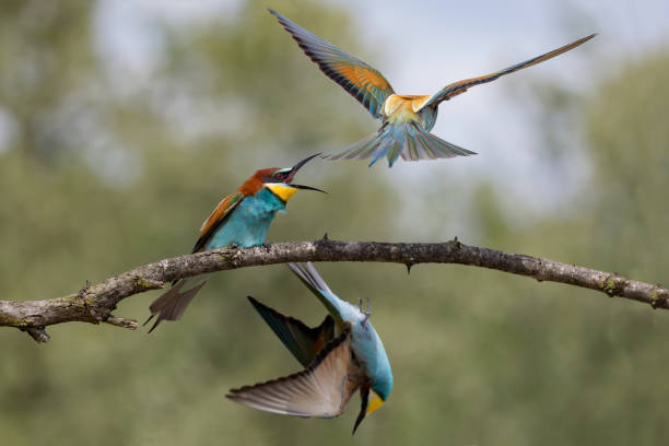 istock Combat between European bee eaters (Merops apiaster) 1147316878