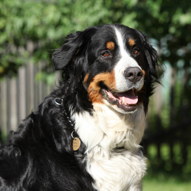istock Nice bernesse mountain dog in the garden 1147316948